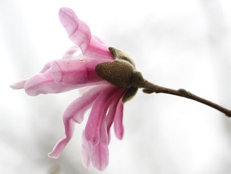 Star Magnolia