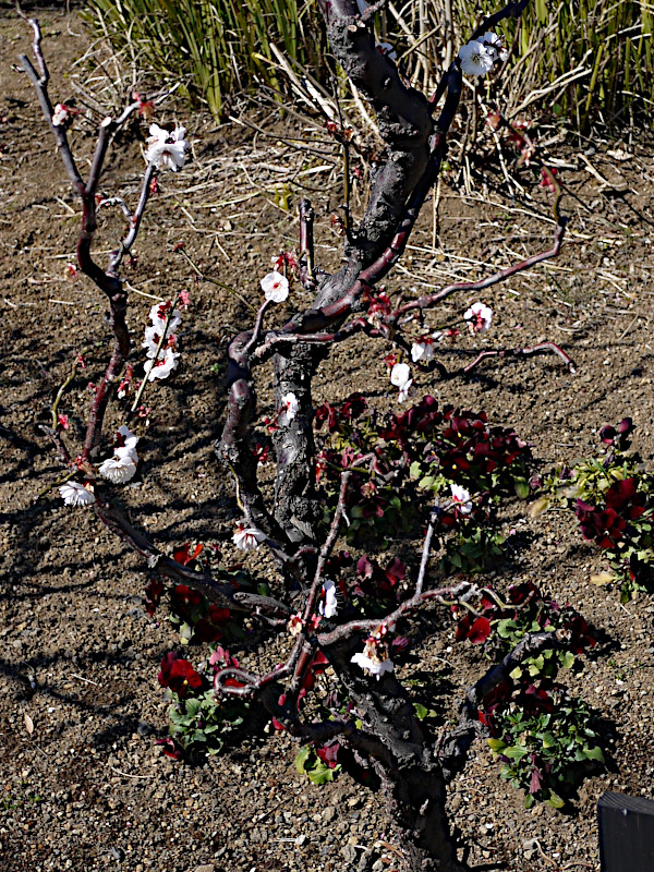 Prunus mume 'prunus-mume-unryubai'