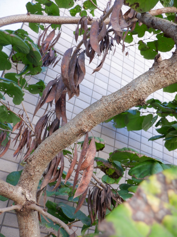 Cercis chinensis