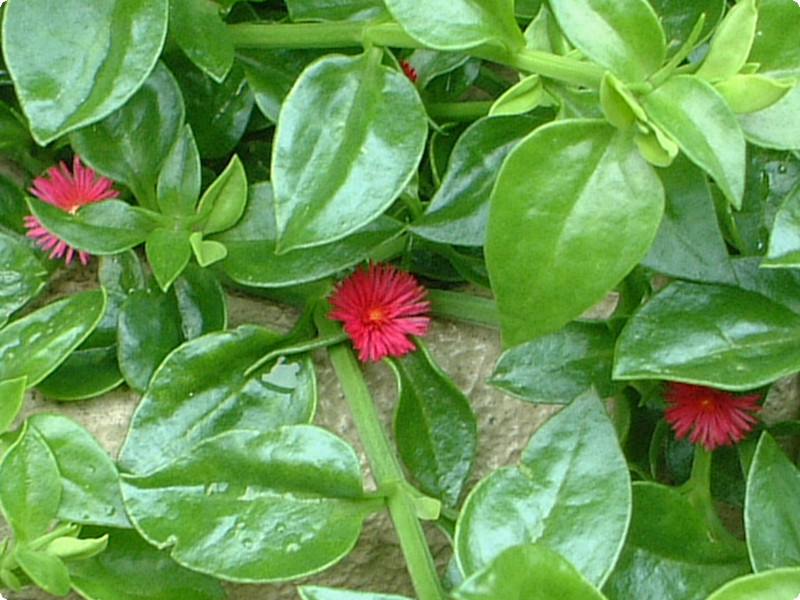 Mesembryanthemum cordifolium