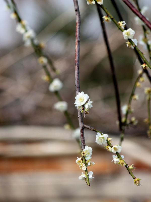 Prunus mume 'Ryokugakushidare',