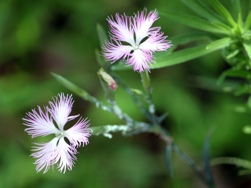 Dianthus longicalycinus