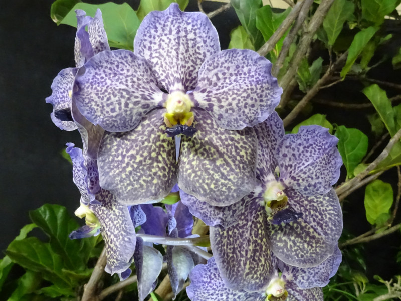 Vanda Trevor-rathbone 'Back panther'