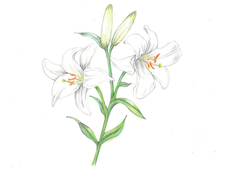 Lilium candidum