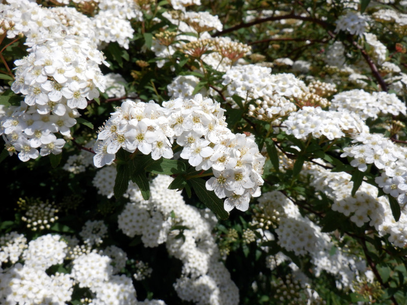 Reeve's spiraea