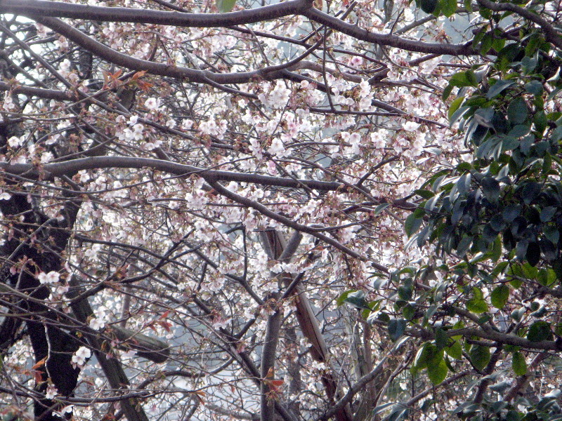 あたみ桜