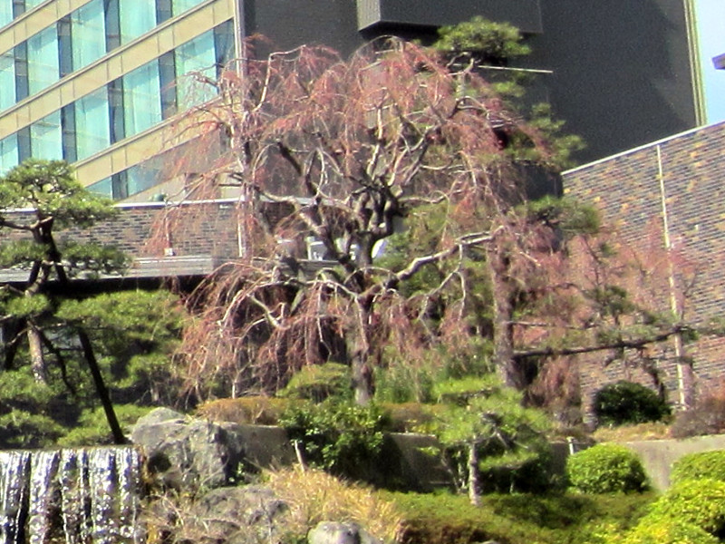 Weeping cherry