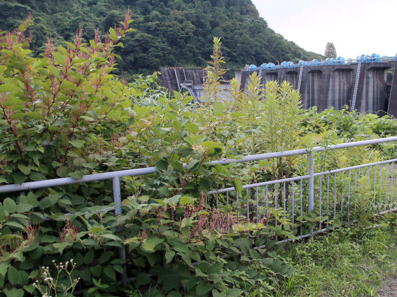 Japanese knotweed