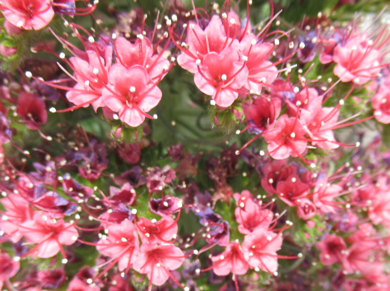 Echium wildpretii