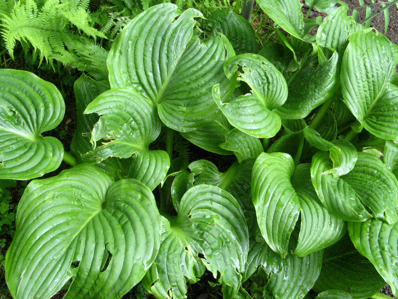 Hosta sieboldiana