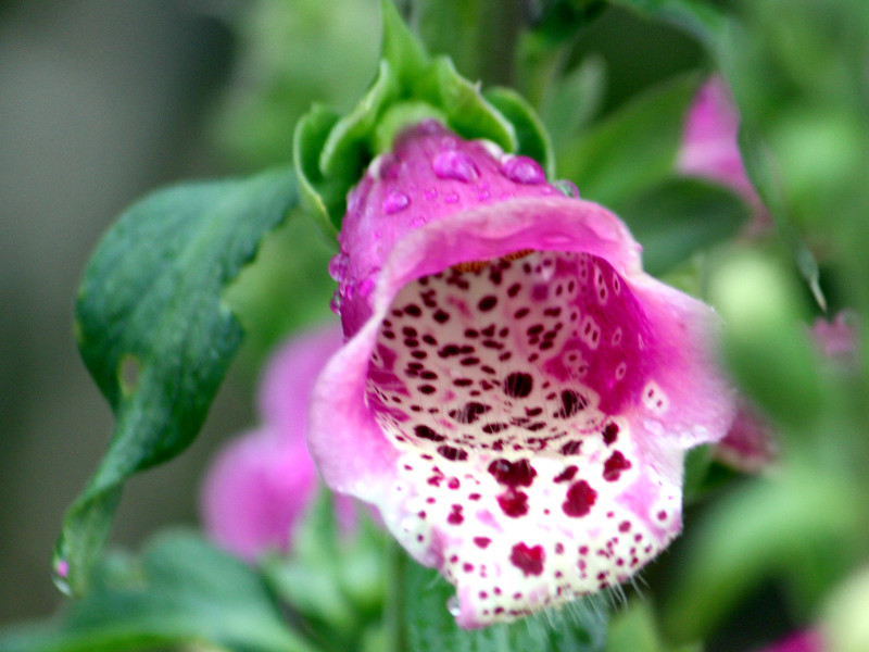 Digitalis