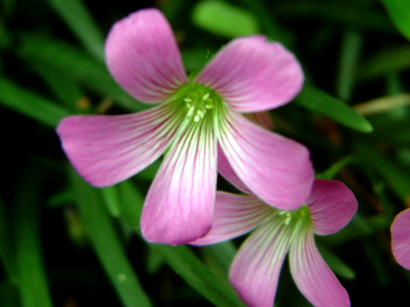 Violet wood-sorrel