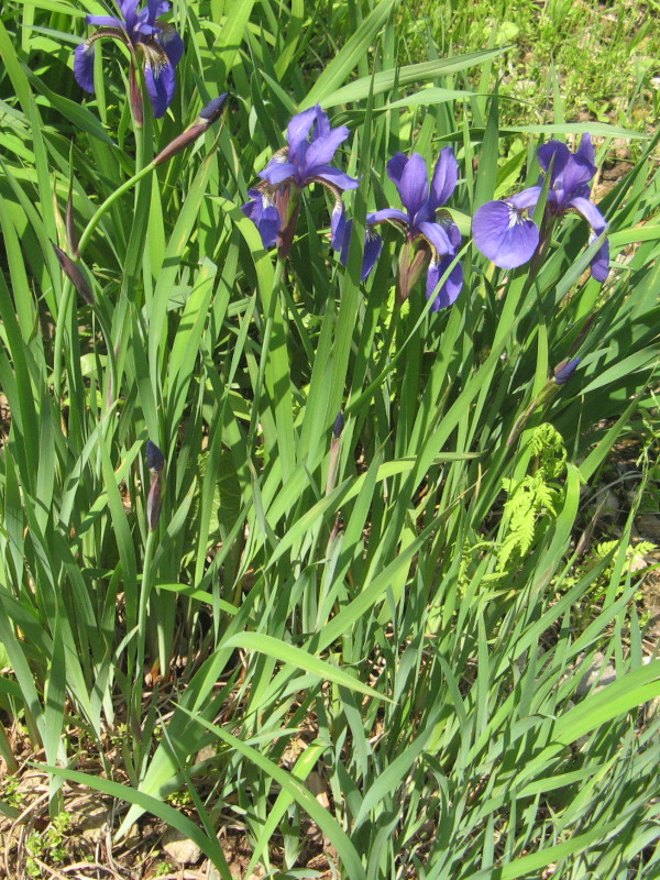 Iris sanguinea