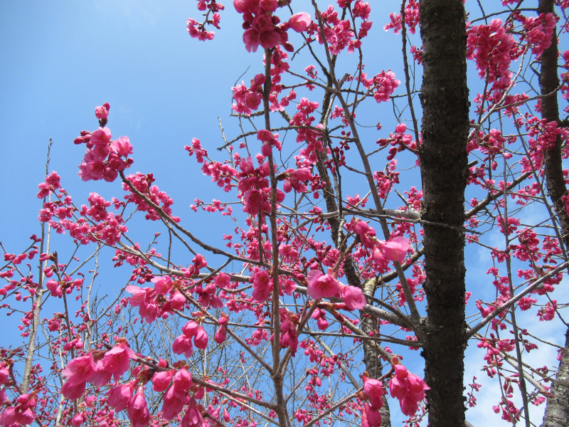 Cerasus campanulata