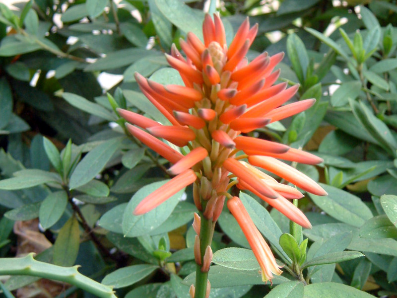 キダチアロエ Aloe Arborescens かぎけん花図鑑