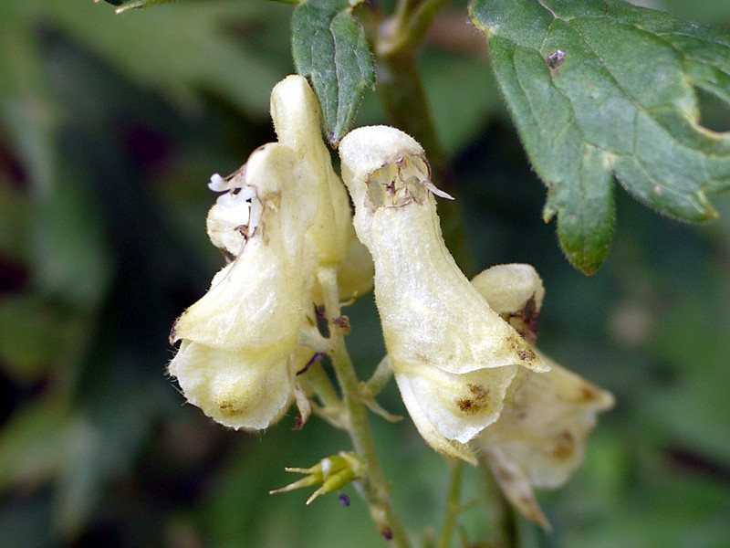 狼毒乌头 Aconitum Lycoctonum 科技研花图画书