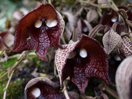 Aristolochia salvadorensis