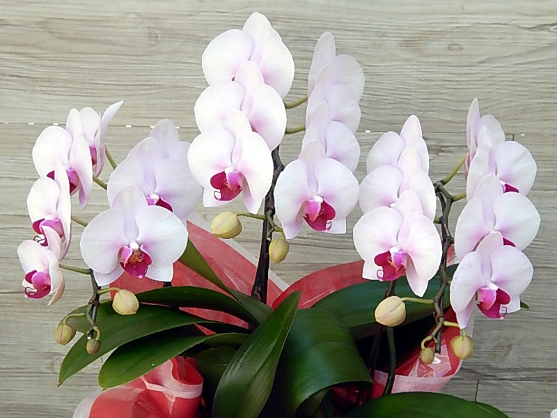 蝴蝶蘭 Pink Ballerina Phalaenopsis Midy Pink Balaylena 科技研花图画书