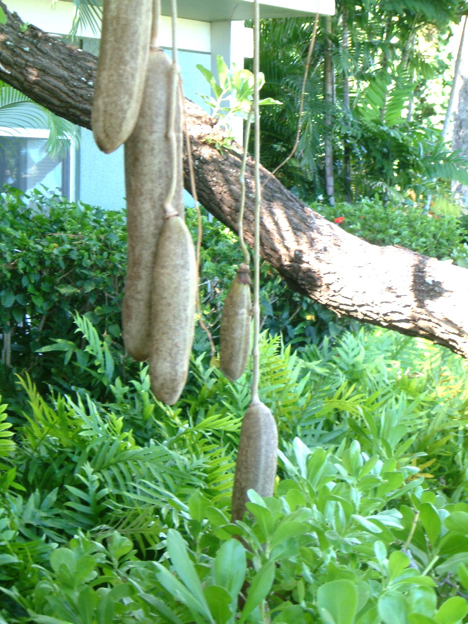 ソーセージノキ Kigelia Africana かぎけん花図鑑