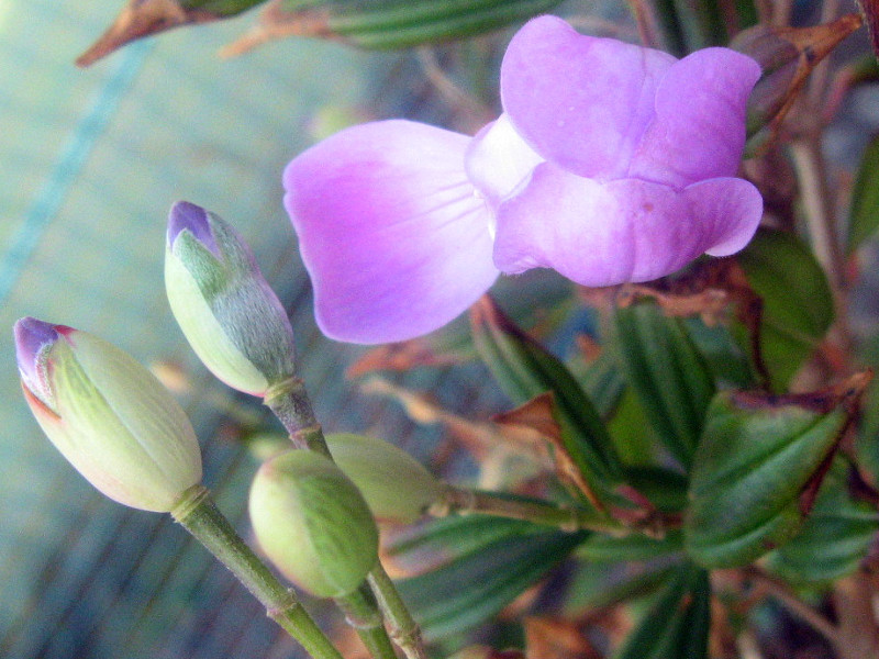 Melastoma tibouchina 'little angel'