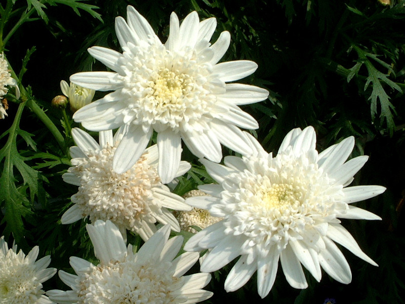 マーガレット ホワイトムーン Argyranthemum Frutescens White Moon かぎけん花図鑑