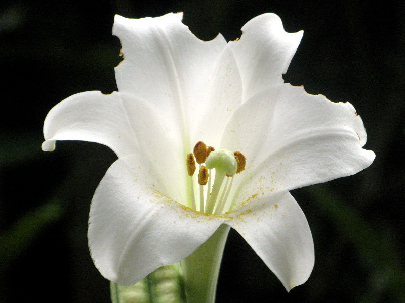 New Easter lilies