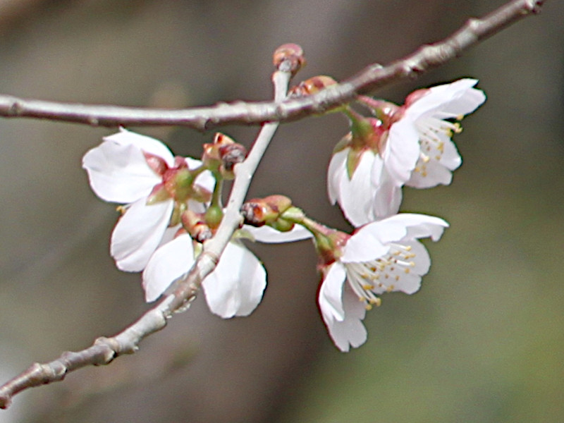 Izayoi zakura