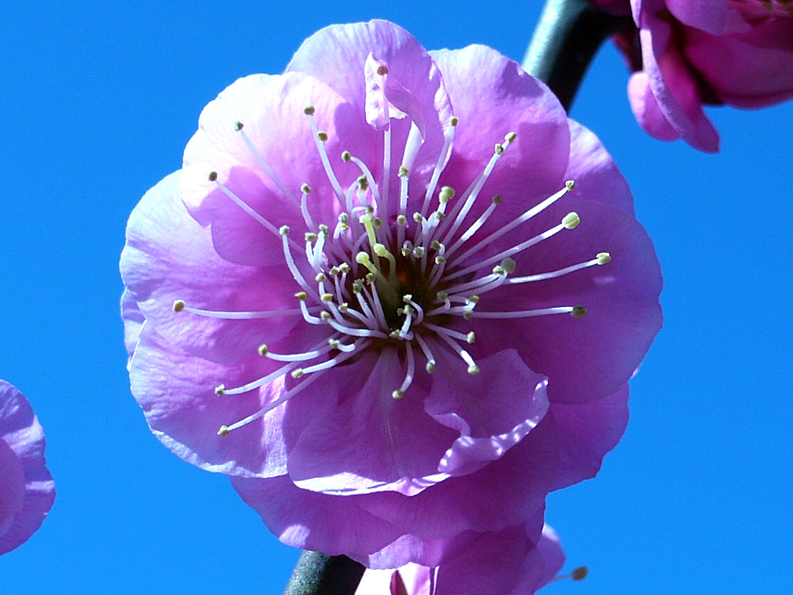 3月4日 梅29.梅 未開紅