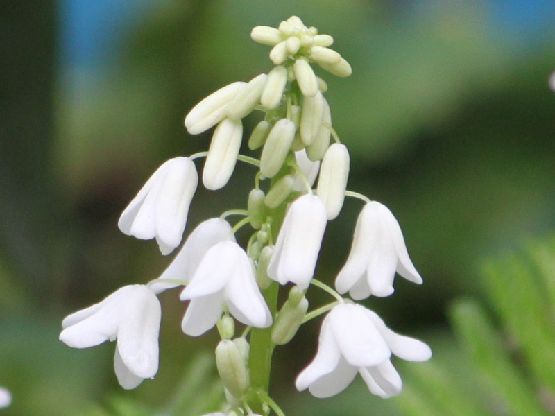  Pteridophyllum racemosum