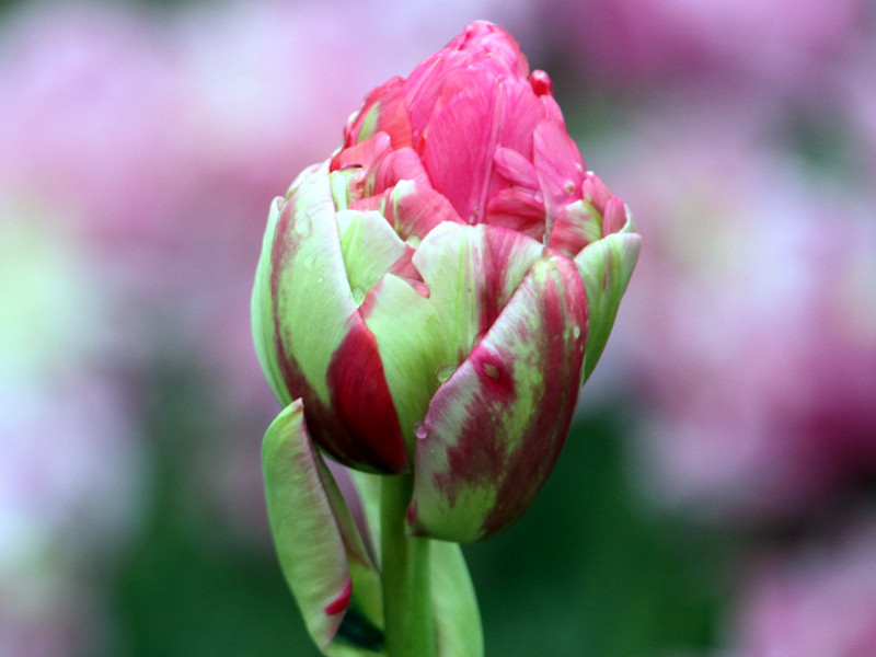 Tulip  RenownUnique