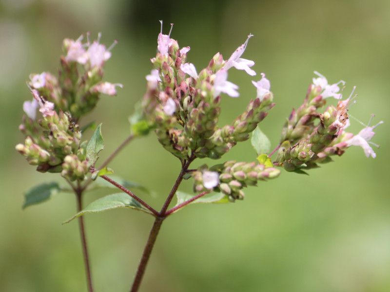 Oregano