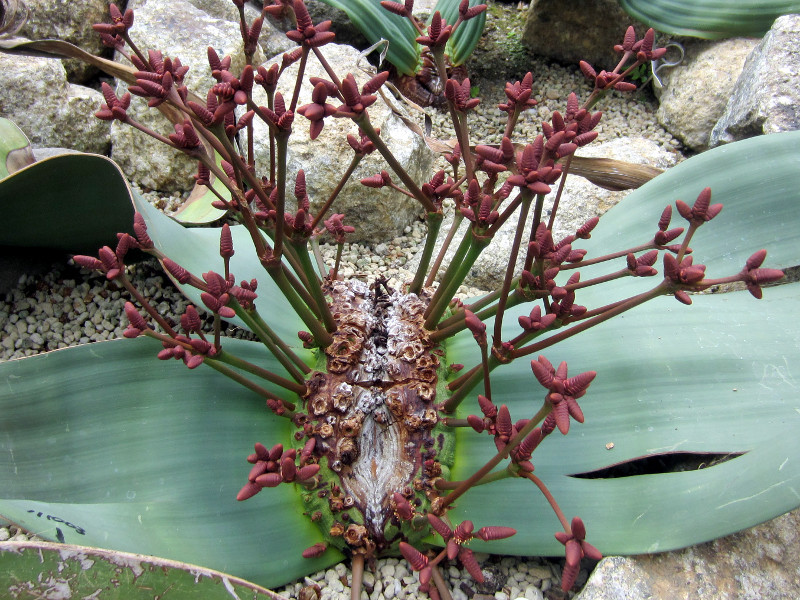 百歲蘭 Welwitschia Mirabilis 科技研花图画书