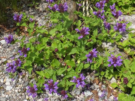 Prunella prunelliformis