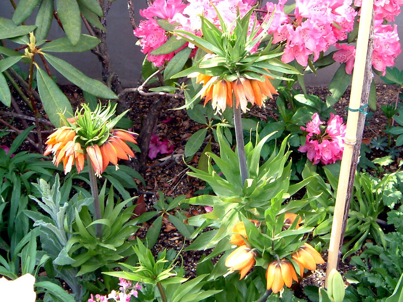 花贝母 Fritillaria Imperialis 科技研花图画书