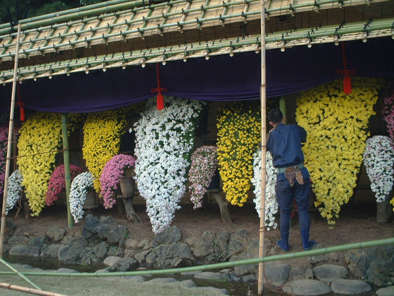 Chrysanthemum morifolium |Kengai style|