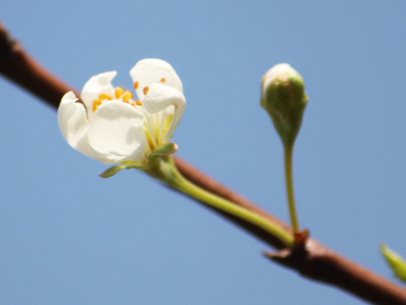 スモモ Prunus Salicina かぎけん花図鑑