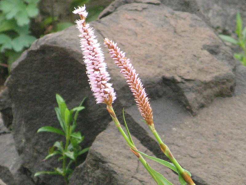 イブキトラノオ Bistorta Subsp Japonica かぎけん花図鑑