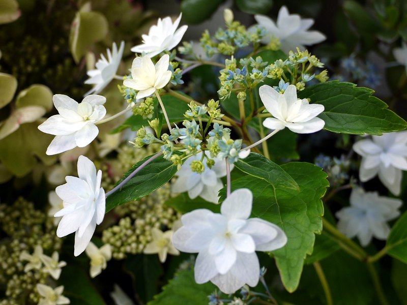 額紫陽花 '隅田の花火'