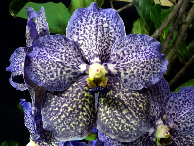 Vanda Trevor-rathbone 'Back panther'