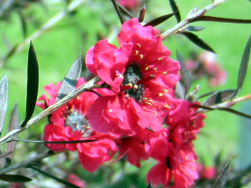 松红梅 Leptospermum Scoparium 科技研花图画书