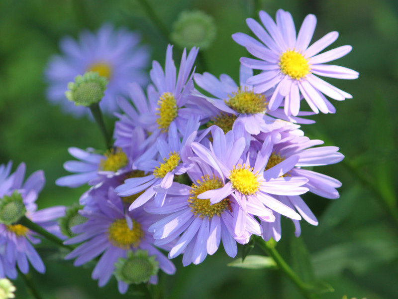 チョウセンシオン Aster Koraiensis かぎけん花図鑑