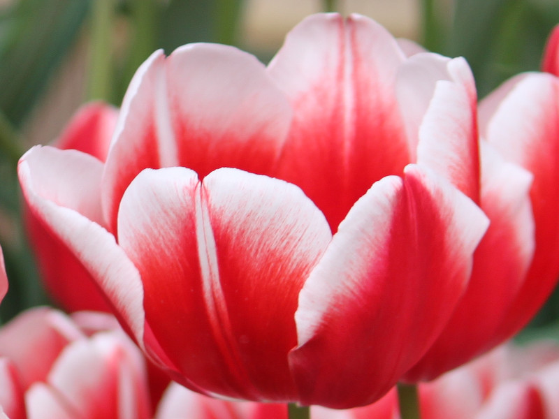 チューリップ Tulipa L かぎけん花図鑑