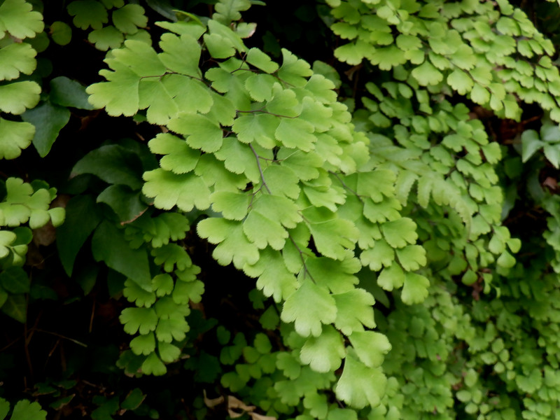 アジアンタム | Adiantum | かぎけん花図鑑