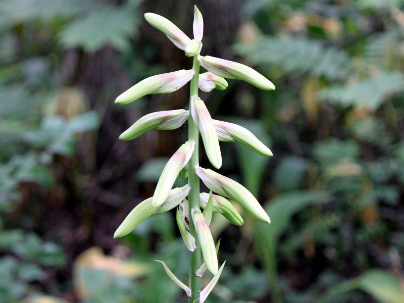 ウバユリ Cardiocrinum Cordatum かぎけん花図鑑