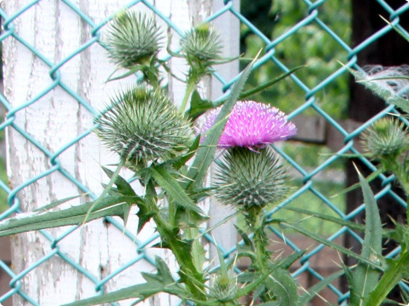 セイヨウオニアザミ | Cirsium vulgare | かぎけん花図鑑