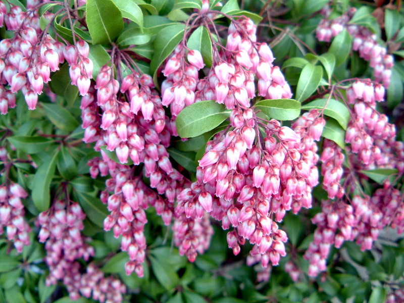 アセビ Pieris Japonica Subsp Japonica かぎけん花図鑑