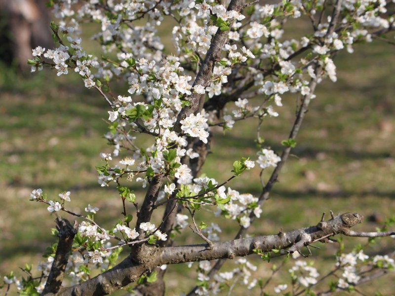 毛樱桃 Cerasus Tomentosa 科技研花图画书