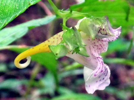 Impatiens hypophylla