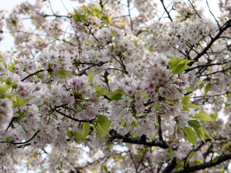 大島桜