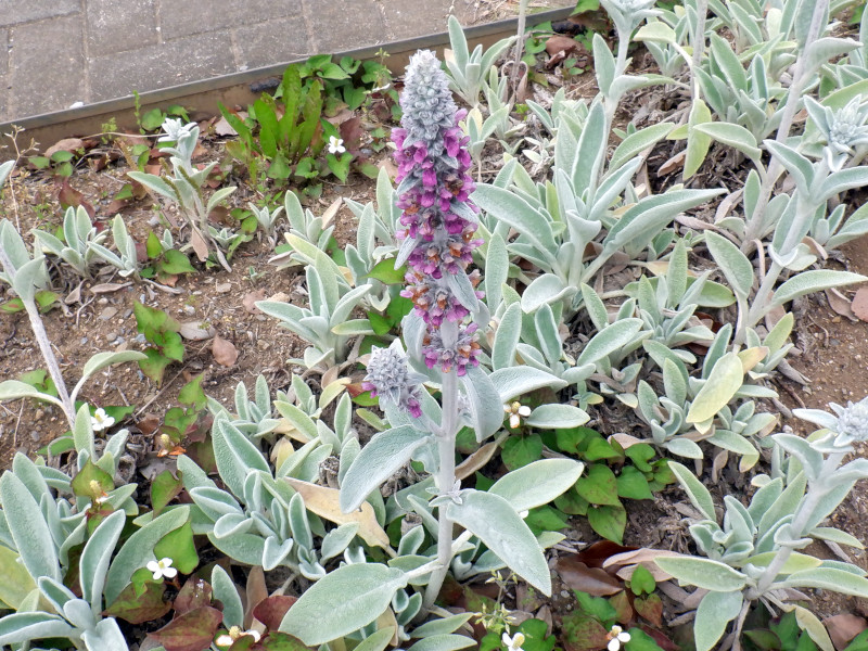 Lamb's ear